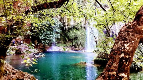 Scenic view of lake amidst trees in forest