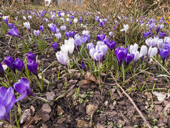 Close-up of purple crocus flowers blooming on field