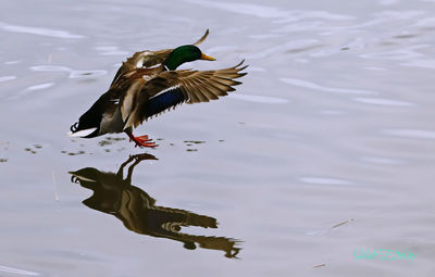 Bird on water