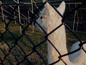 Goat in pasture