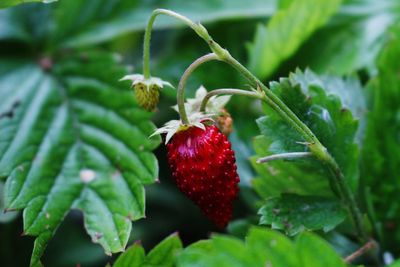 Close-up of strawberry growing on plant