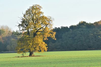 Trees on landscape against clear sky during autumn