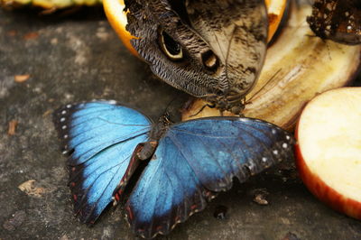 Close-up of butterflies on fruits