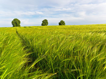 Scenic view of agricultural field against sky