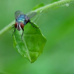 Close-up of fly on leaf