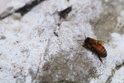 High angle view of bee on rock