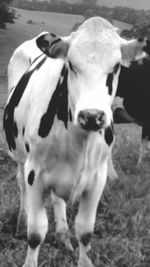 Close-up of cow