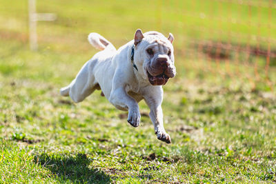 Dog running straight on camera and chasing coursing lure on green field