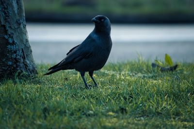 Bird perching on a field