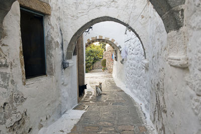 A view of a narrow street with arch and cats and a dog in the island of patmos, greece in summer