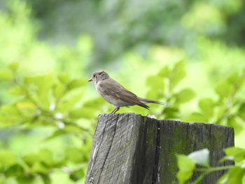 Close-up of bird perching on wooden post