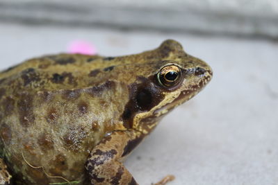 Close-up of frog