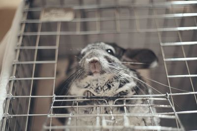 Close-up of a cat in cage