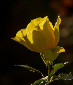 Close-up of yellow flower against black background