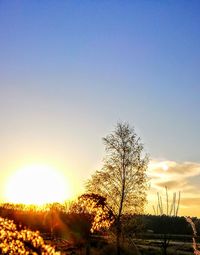 Silhouette trees on field against clear sky at sunset