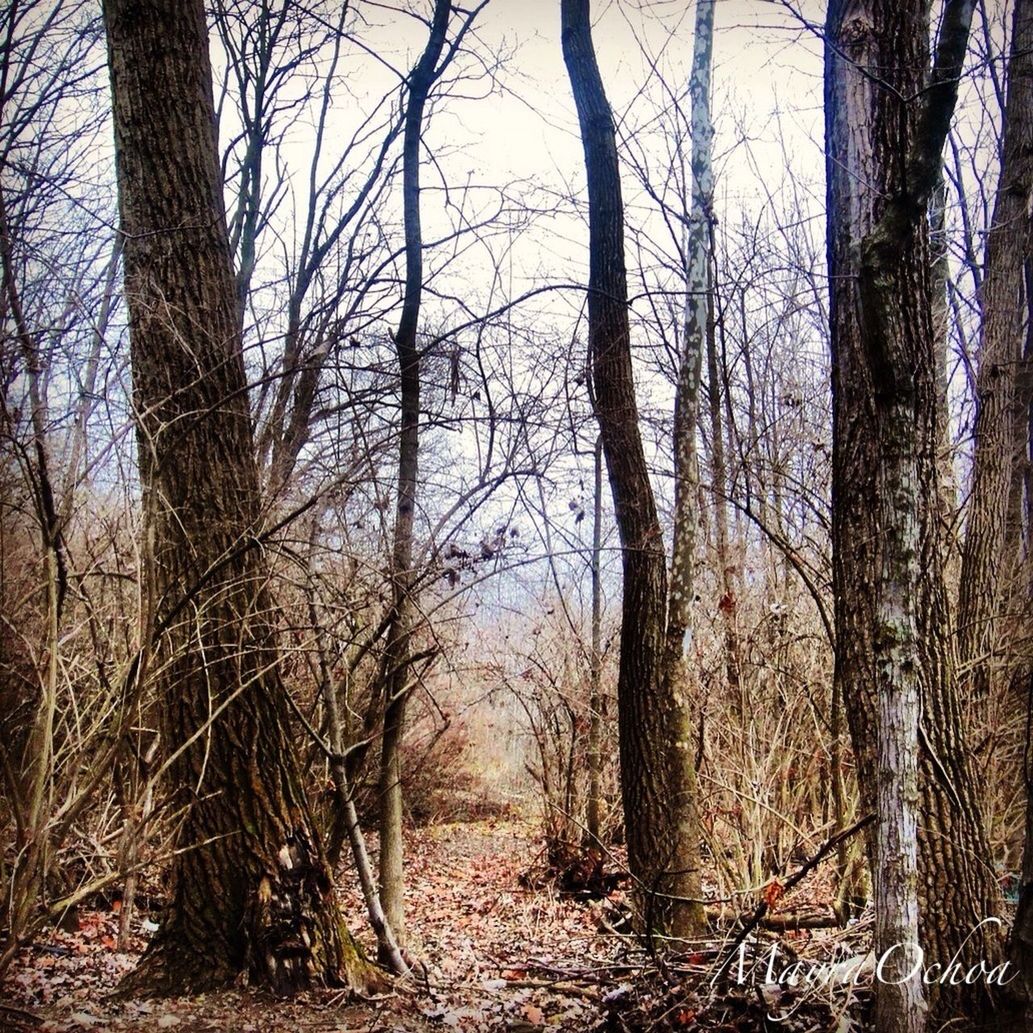 tree, tree trunk, forest, woodland, branch, bare tree, tranquility, nature, growth, beauty in nature, tranquil scene, day, non-urban scene, low angle view, outdoors, scenics, no people, landscape, wood - material, tall - high