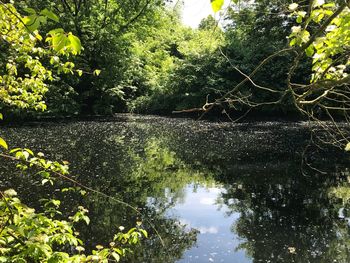 Reflection of trees in lake