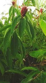 Close-up of leaves