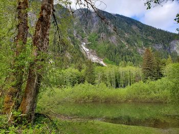 Scenic view of forest