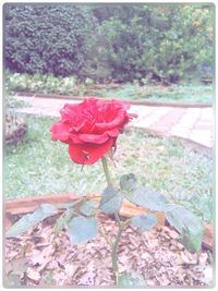 Close-up of red rose