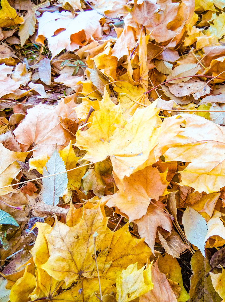 FULL FRAME SHOT OF DRY LEAVES ON AUTUMNAL TREE