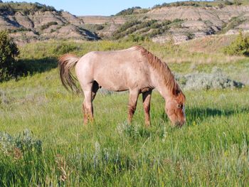 Side view of horse on field