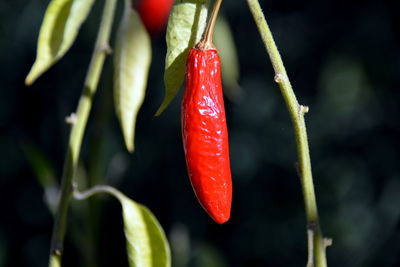 Close-up of red flower bud