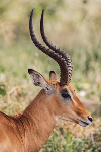 Close-up of a deer