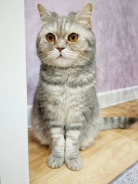 Portrait of cat sitting on table