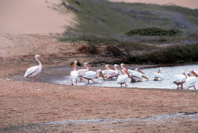 Birds perching on shore