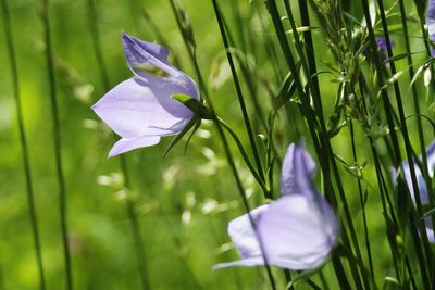 Close-up of purple flower blooming outdoors