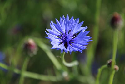 Close-up of purple flowering plant