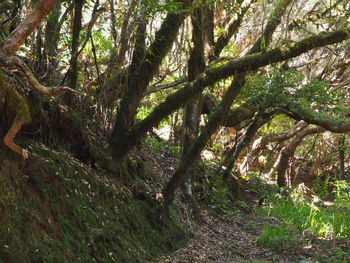 Trees growing in forest