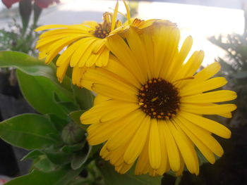 Close-up of yellow flowering plant