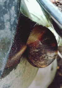 Close-up of snail