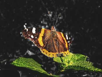 Close-up of butterfly on spider web