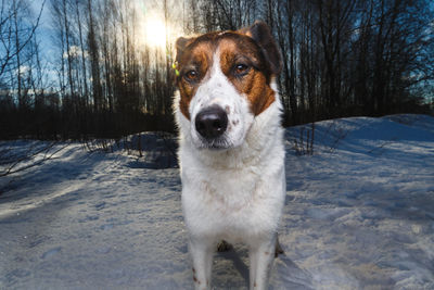 Portrait of dog on snow covered field