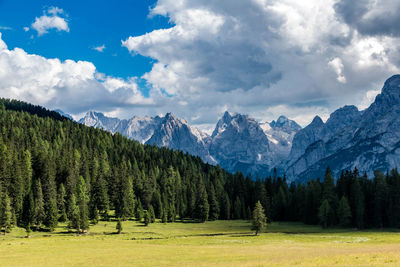 Panoramic view of pine trees in forest against sky