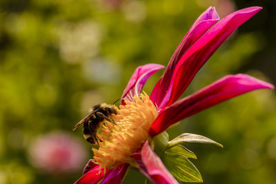 Close-up of pink flower blooming in park