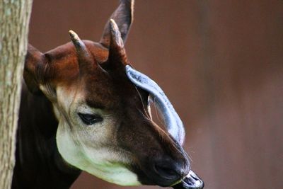 Close-up of okapi sticking out tongue in zoo