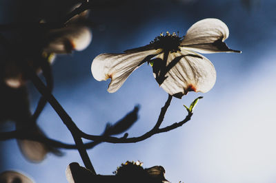 Low angle view of flowering plant against sky