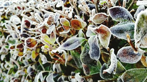 Close-up of frozen plants during winter