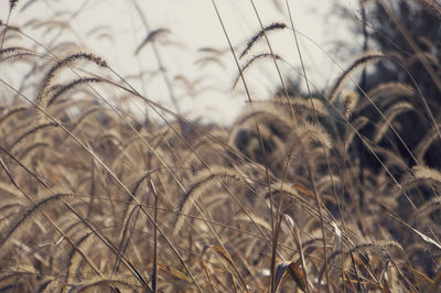 Close-up of grass on field