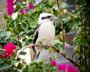 Australian native kookaburra perched on a branch