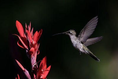 Close-up of bird flying