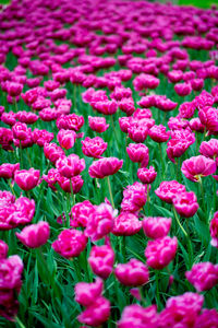 Full frame shot of pink flowers on field