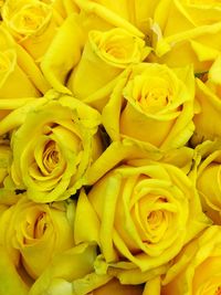 Full frame shot of yellow roses