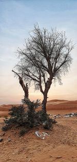 Bare tree on shore against sky