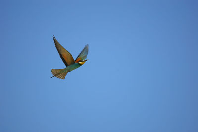 Low angle view of bird flying against clear blue sky