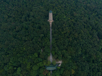 High angle view of plants and trees in forest